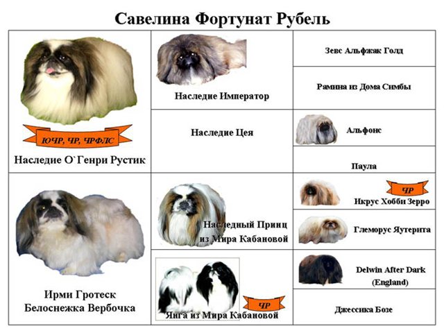 Собака пекинес: всё об особенностях породы, характера, воспитания