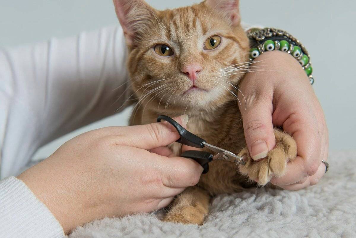 Чем можно помочь кошке, которая подавилась: застрявшая в горле косточка