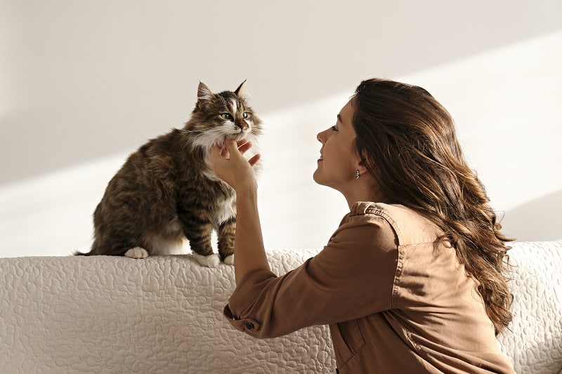 12 недопустимых вещей при уходе за кошкой :: инфониак