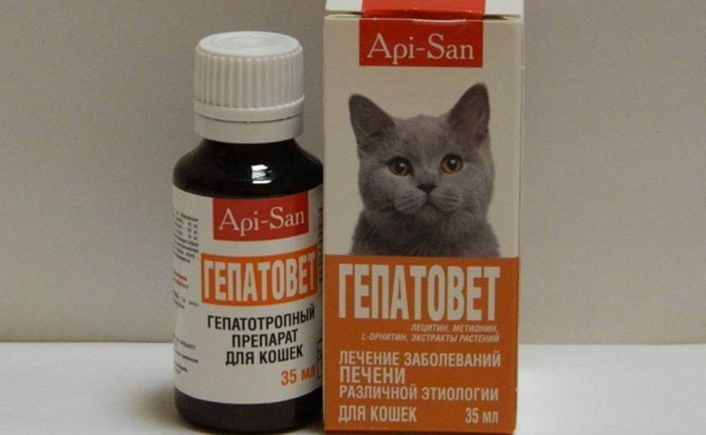 10 обезболивающих препаратов, которые можно дать кошке или коту