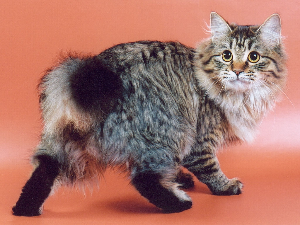 Кошки бобтейл: особенности видов и пород, характер, уход, фото, видео