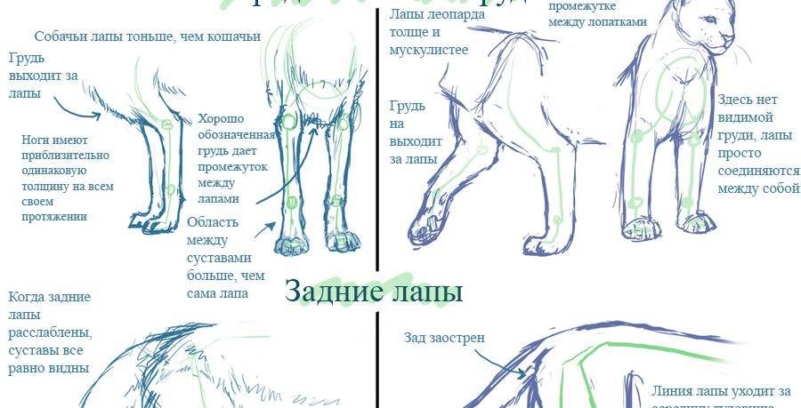 Хвост и четыре ноги. Анатомия кошачьих задних конечностей. Анатомия конечностей задних лап собак. Строение кошачьей лапы задней. Строение лап у собак анатомия.