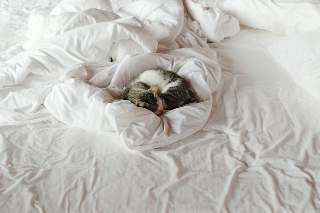 ᐉ почему кошка стала писать на кровать – кот ссыт на вещи - zoomanji.ru