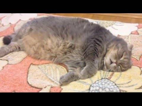 Почему кошка храпит во сне и что делать?