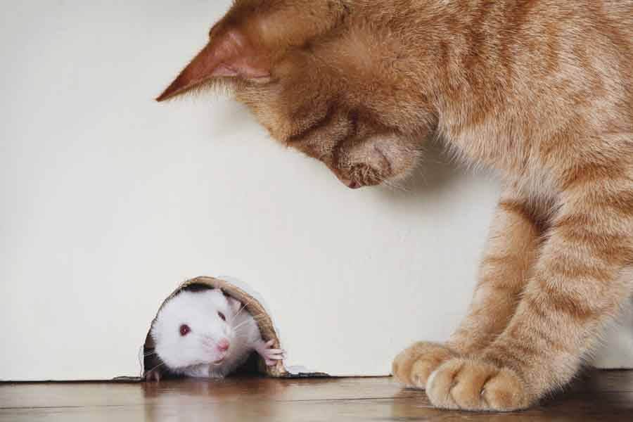 Ловят ли вислоухие кошки мышей?