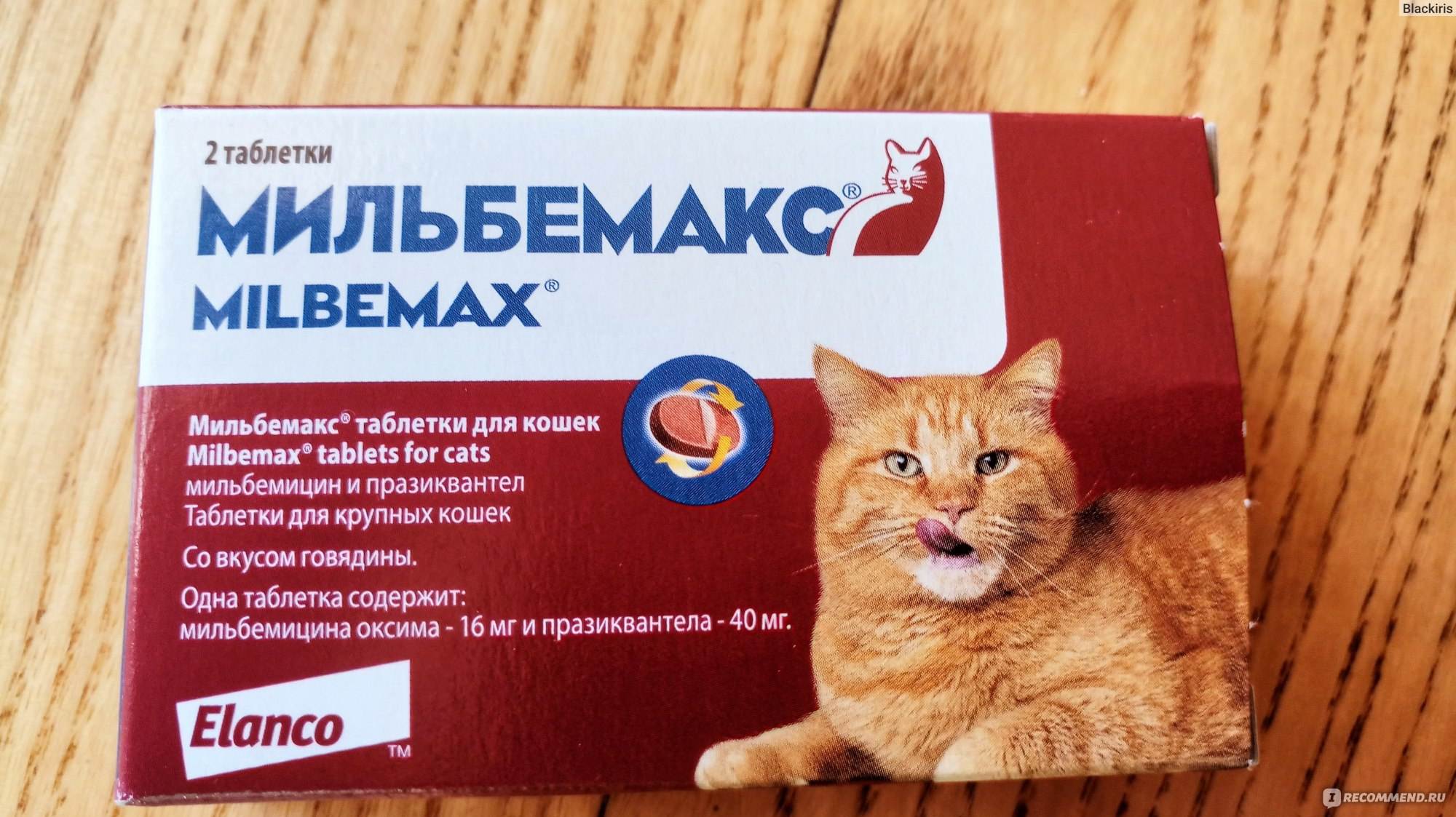 Обзор лучших глистогонных препаратов для кошек