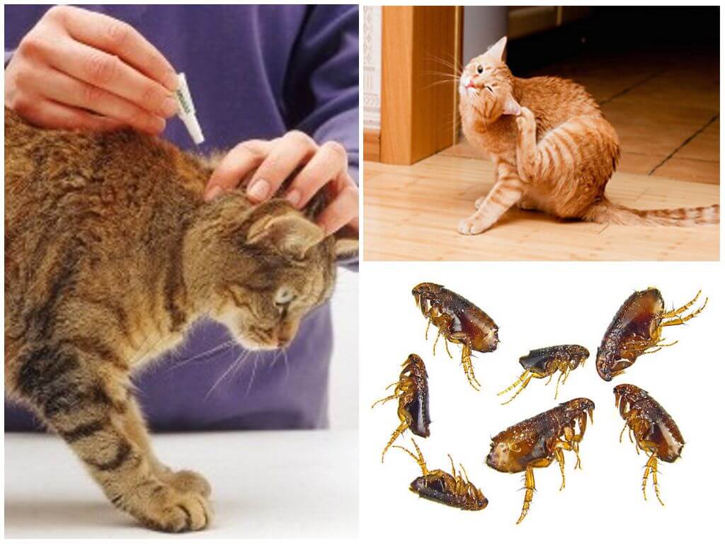 Блохи у кошки: как вывести в домашних условиях