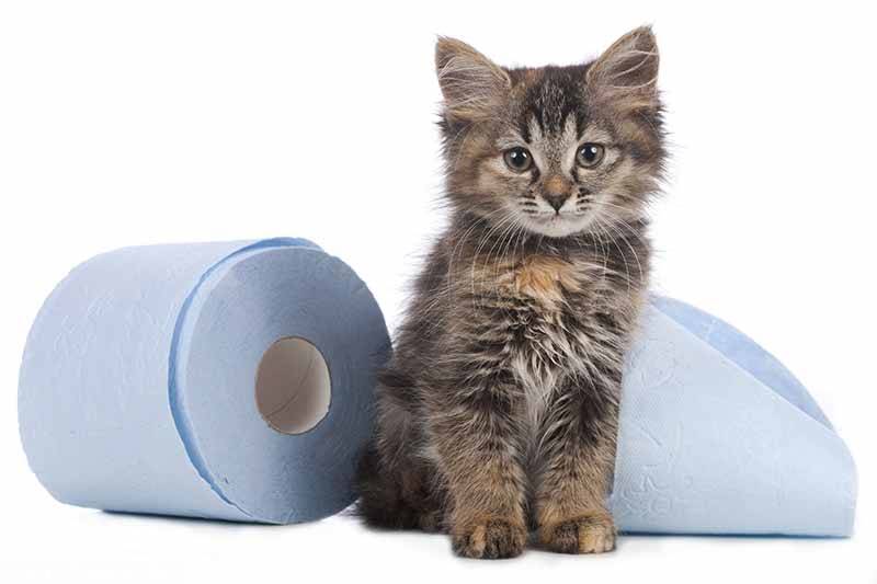 Как и чем правильно лечить понос у кота в домашних условиях?