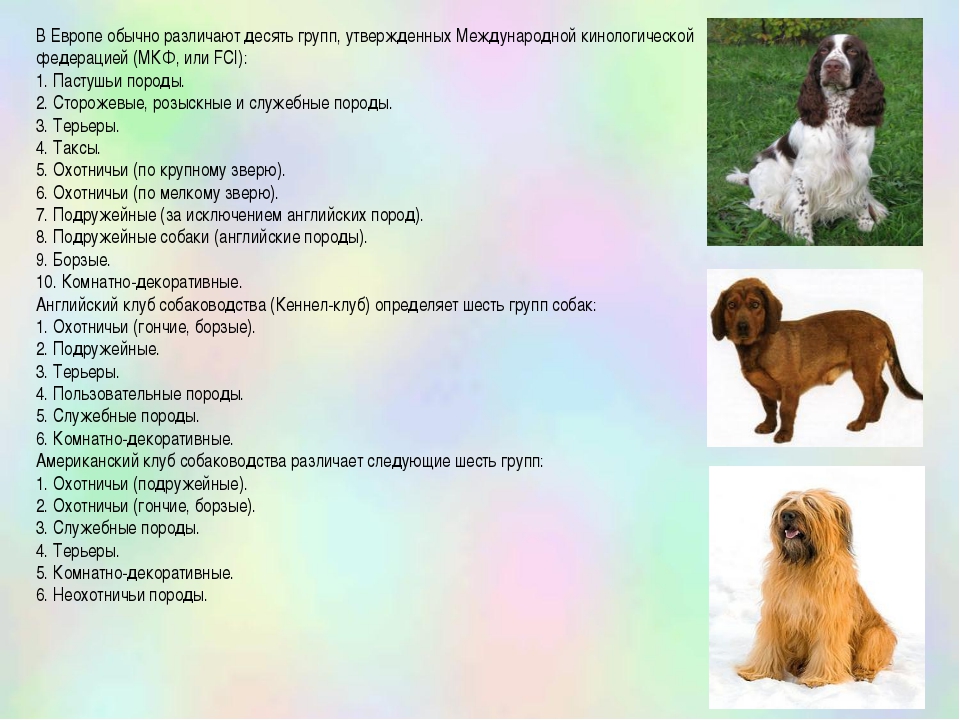 Что означает пэт и брид класс для собаки: описание щенков по качеству