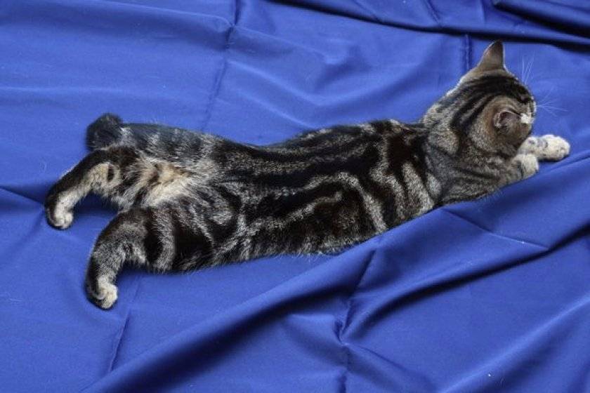 Сколько длится течка у кошек: первые признаки и сроки