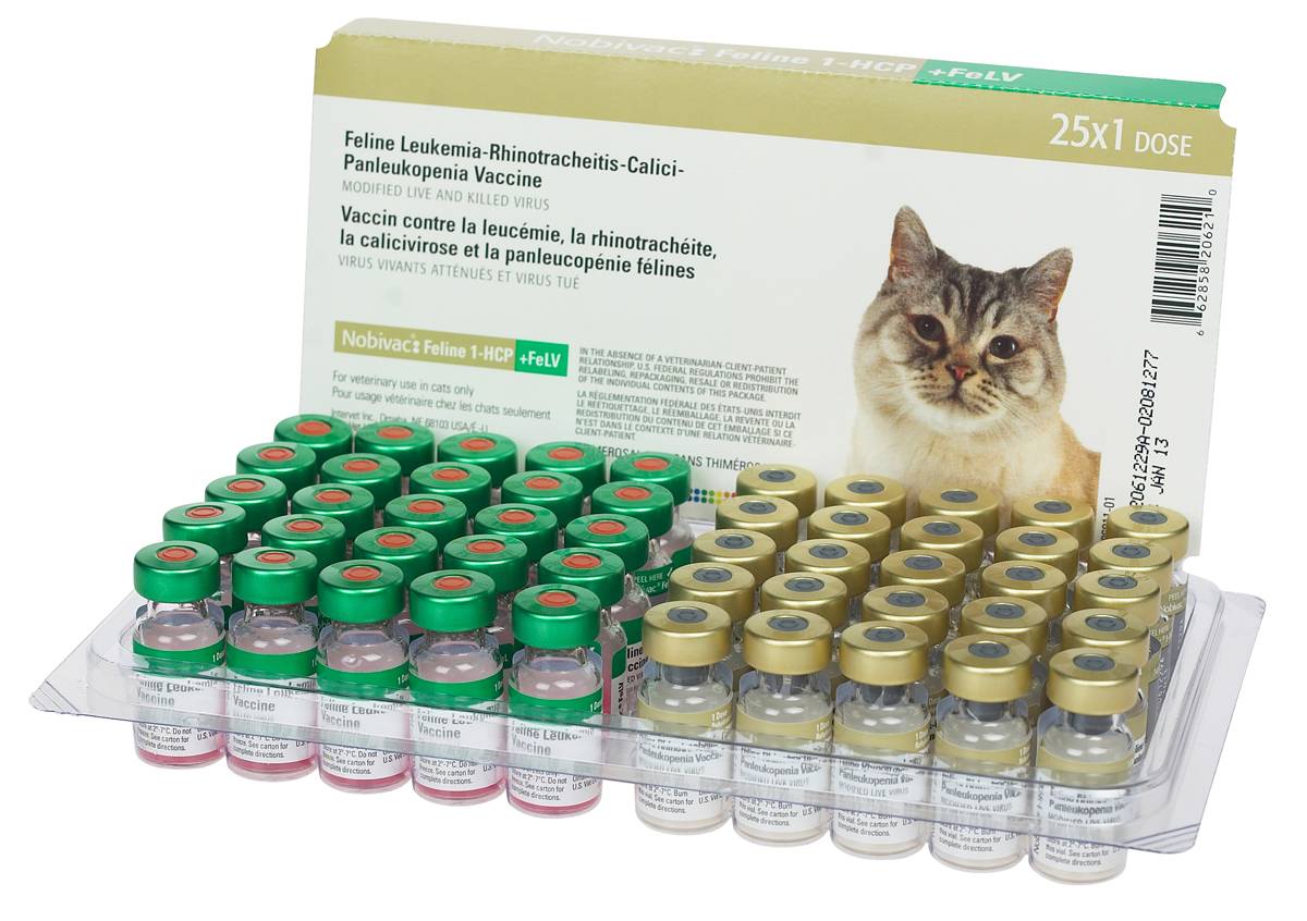 Кальцивироз у кошек - симптомы и лечение в домашних условиях - признаки заболевания и последствия, сколько дней лечится
