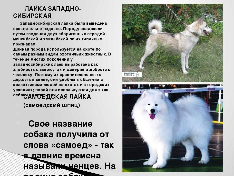 Названия кличек собак. Западно-Сибирская лайка самоед. Имена для собак. Имя для собаки девочки лайки. Как назвать собаку мальчика.