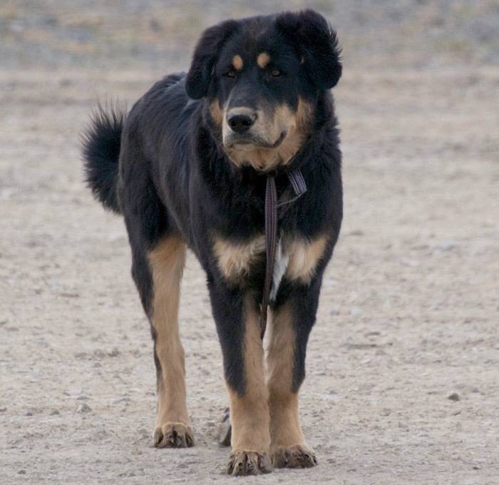 Бурят-монгольский волкодав (хотошо) — фото, описание породы собак, особенности