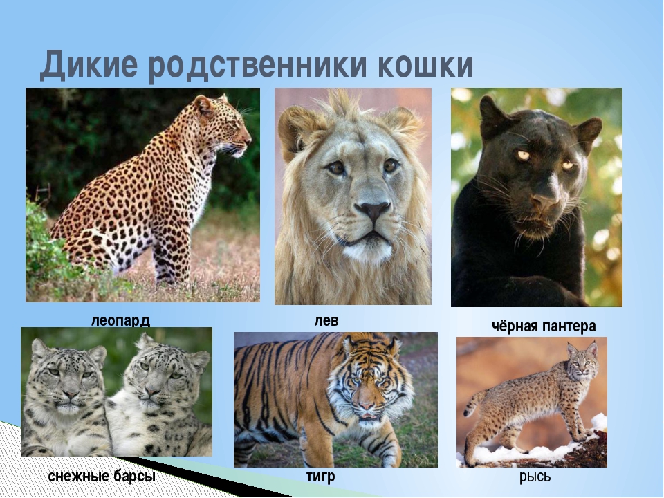 Полная коллекция представителей семейства кошачьих 41 фото! • всезнаешь.ру