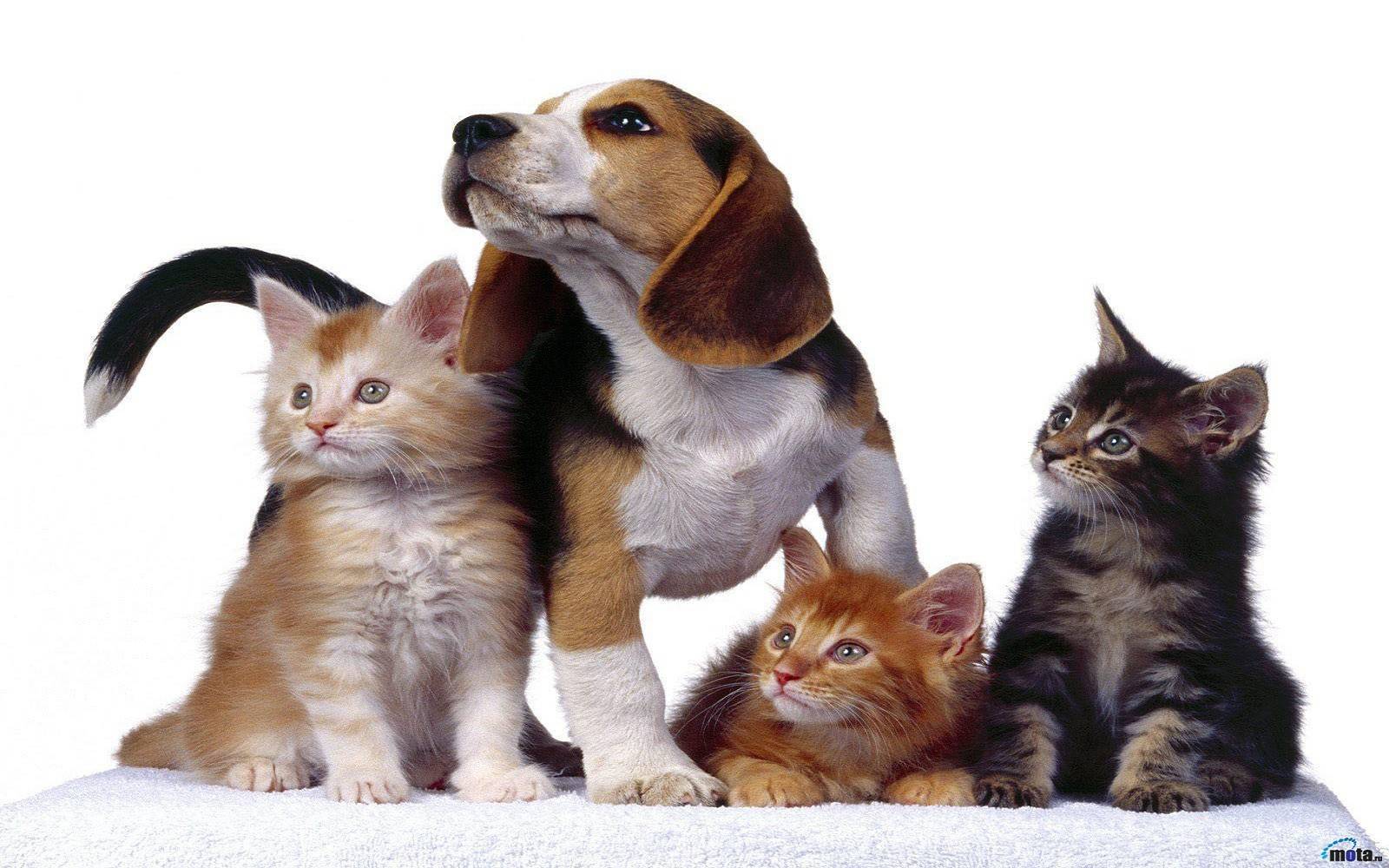 Как подружить кошку с кошкой и с другими животными в доме? :: syl.ru