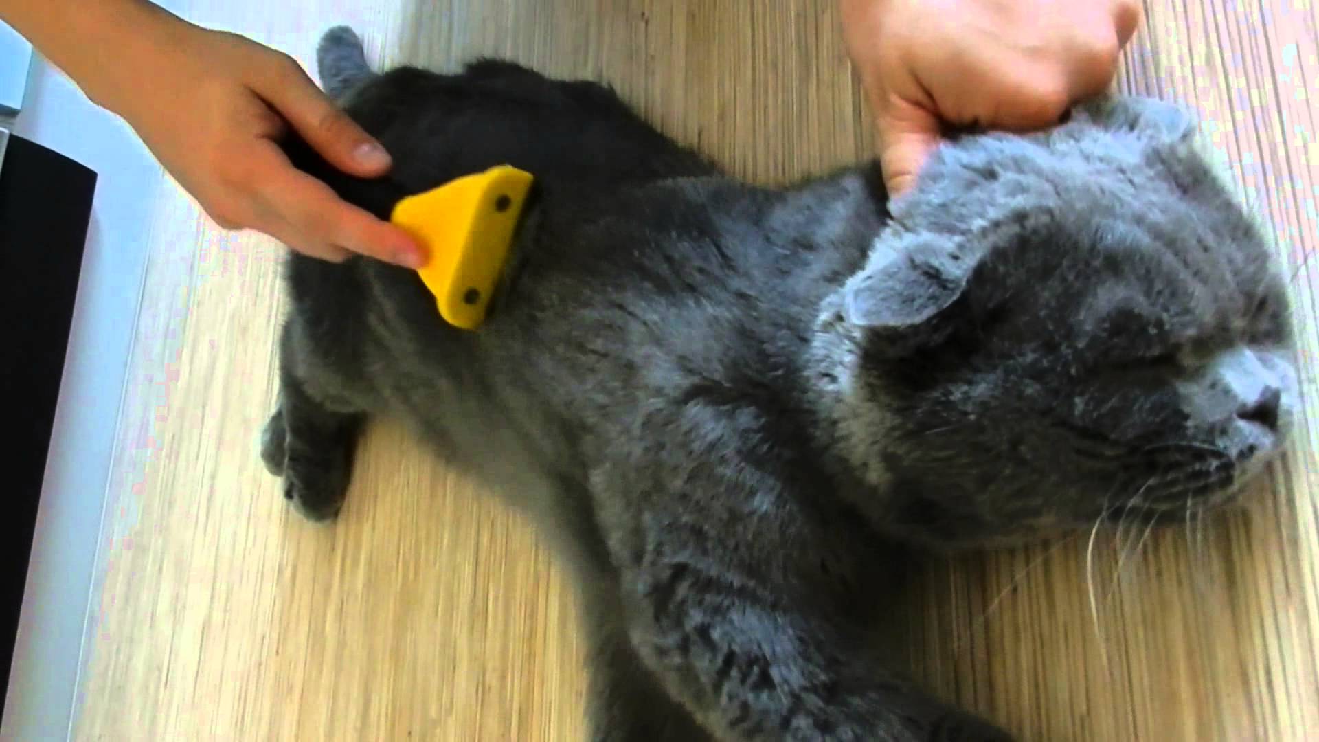 Расчески для кошек, виды: пуходерки, рукавицы, щетки, как выбрать подходящий аксессуар для вычесывания питомца