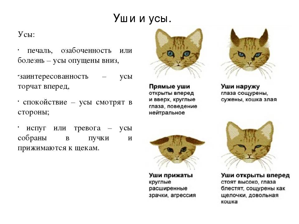 Что обозначает кот. Положение усов у кошек. Зачем котам усы?. Вибриссы кота строение. Вибриссы у кошек схема.