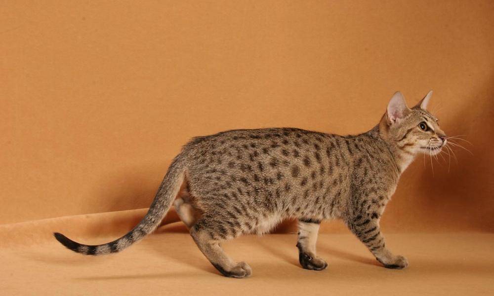 Породы кошек с большими ушами и вытянутой мордой: список и описание