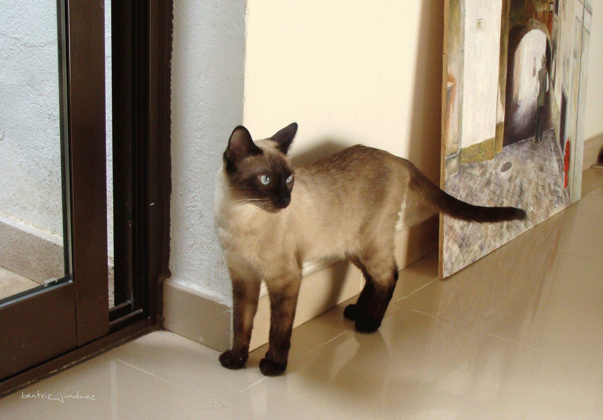 Сколько живут сиамские кошки и от чего это зависит? продолжительность жизни сиамских кошек при правильном уходе