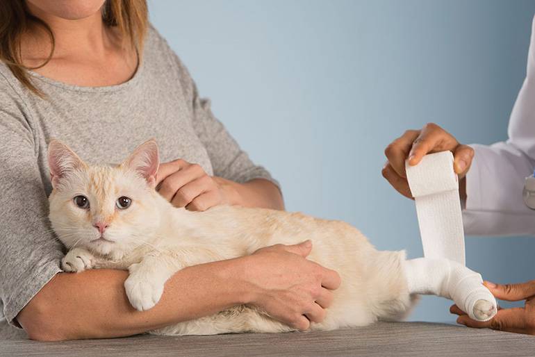 Перелом лапы у кошки: первая помощь, лечение