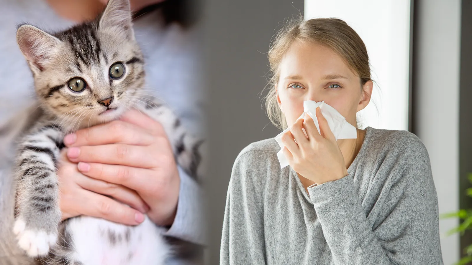 Аллергия на кошек и собак. причины, симптомы и признаки, диагностика и лечение патологии
