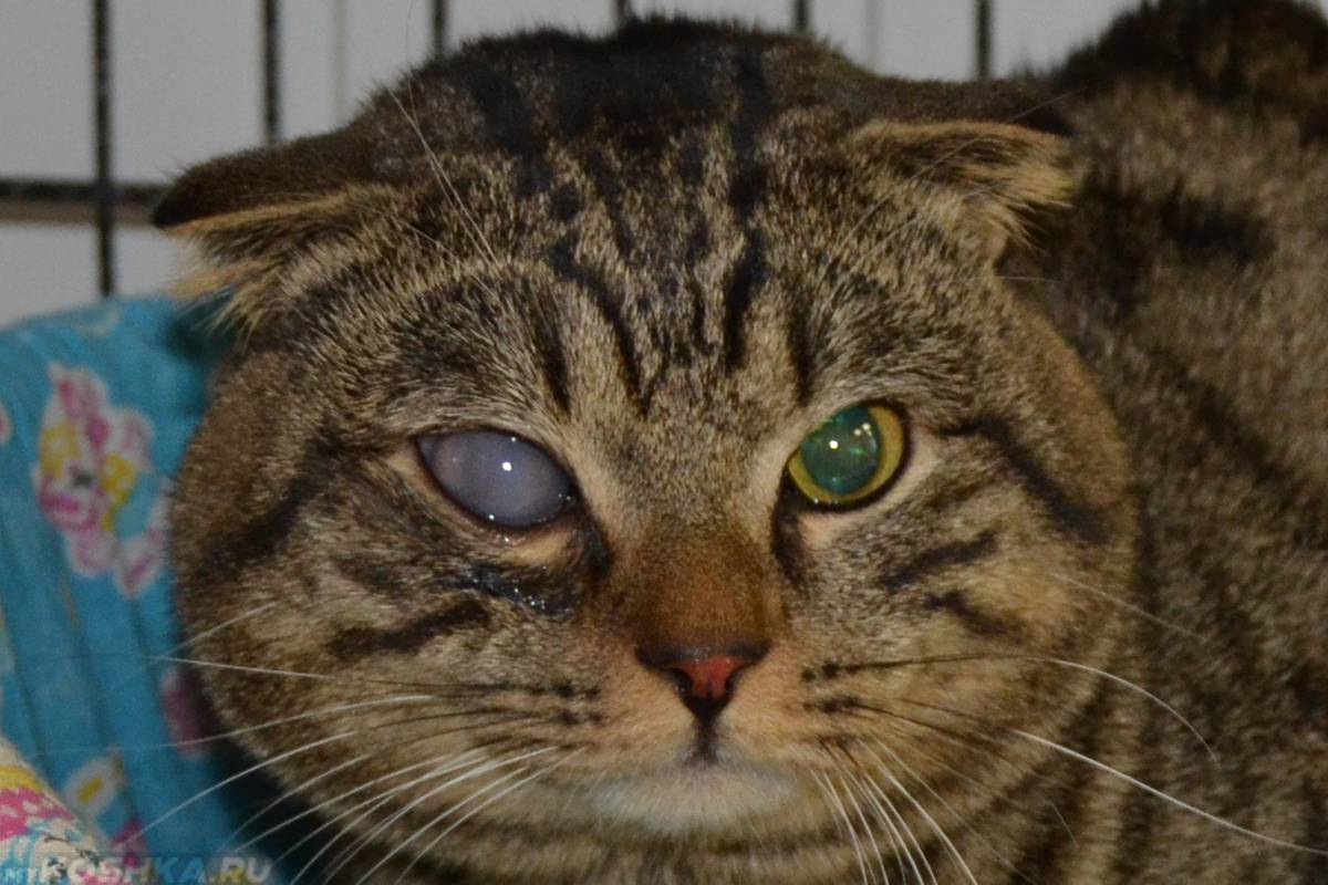 Если у кошки глаза слезятся, что делать в домашних условиях?
