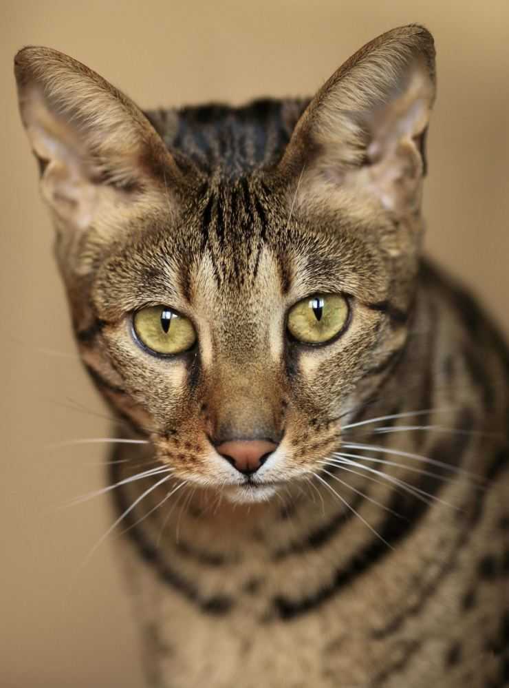 Серенгети: домашняя кошка в облике хищника