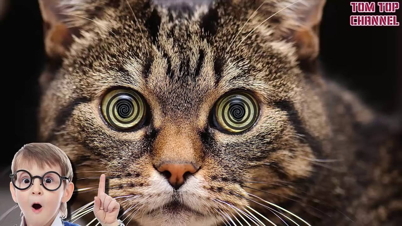 Почему нельзя смотреть кошке в глаза: красивая легенда и научное объяснение - kot-pes