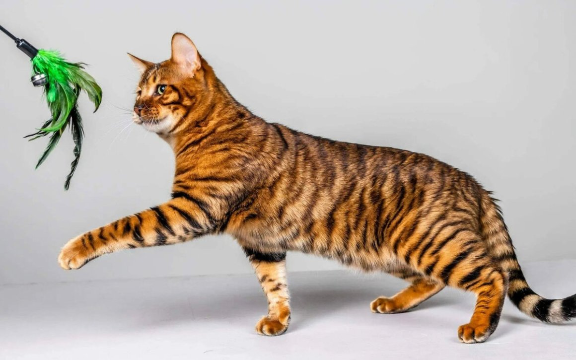 Тигровая кошка