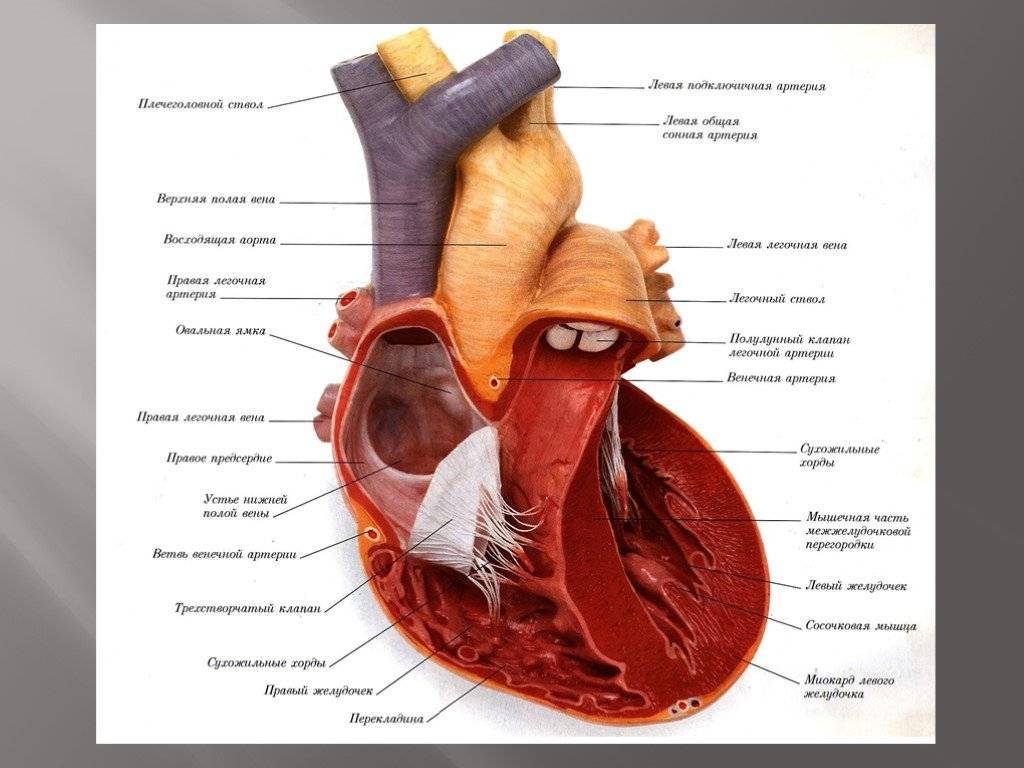 Сердце кошки - строение, анатомия, фото