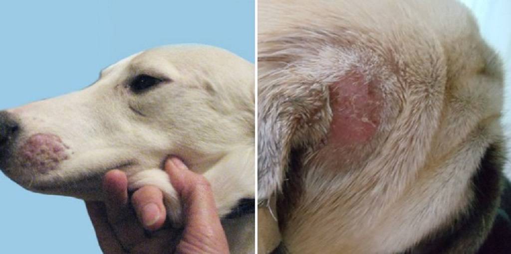 Грибок у собак: виды, симптомы и лечение | petguru