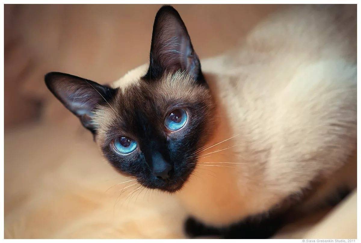 Фотографии кошек породы сиамских кошек. Сиамская порода кошек. Сиамская и тайская кошка. Сиамская кошка чистокровная. Сиамский Сноу-Шу.