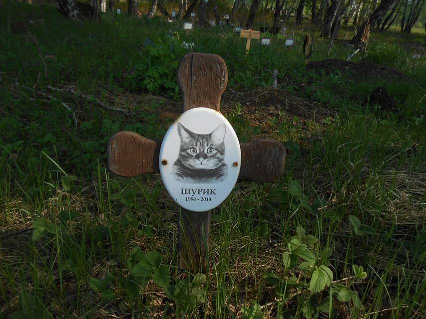 Где и как правильно похоронить кошку