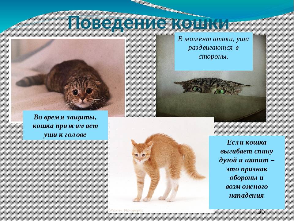 Агрессия кошки: виды, причины и что делать, если кошка кусается и нападает на хозяев