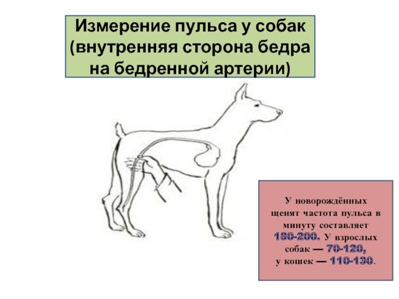 Как померить температуру собаке обычным ртутным градусником в домашних условиях и где это делать щенку