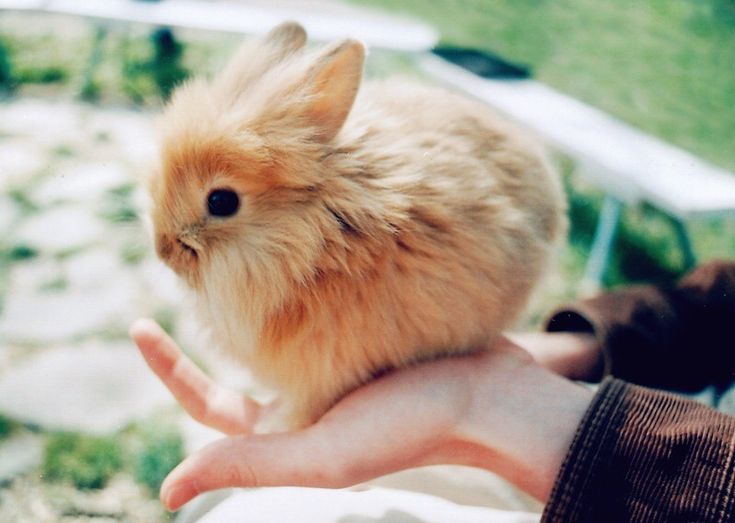 Популярные породы декоративных кроликов и их описание