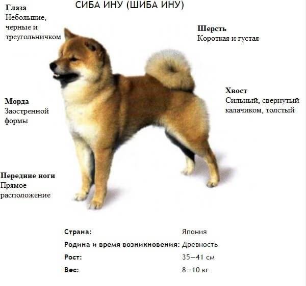 Японский терьер (микадо-терьер) : описание породы собак с фото и видео