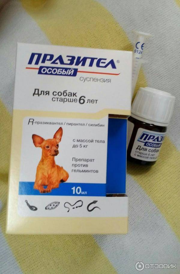 Таблетки от глистов для кошек: обзор глистогонных препаратов для котят и взрослых питомцев