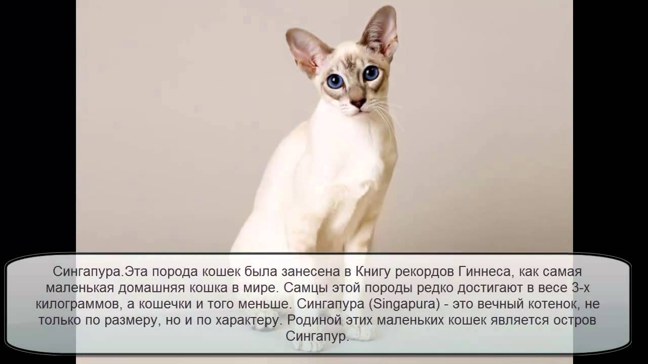 Самые маленькие породы кошек в мире: с фото и названиями
