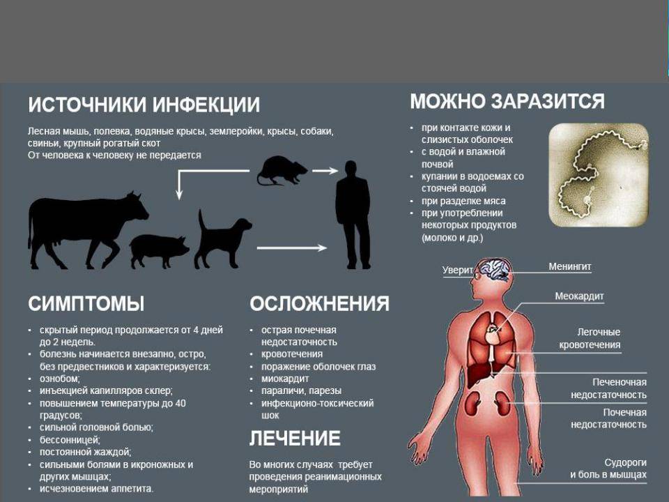 Четыре опасные болезни собак и кошек, передающиеся человеку