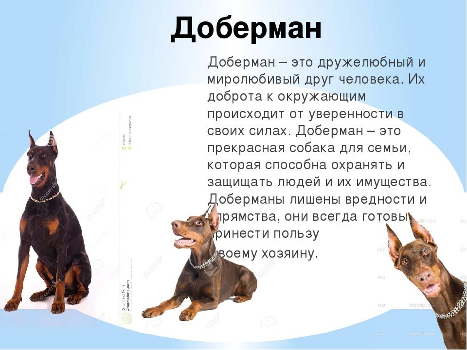 «американский питбуль – это собака для человека»