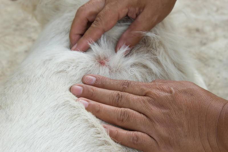 Подкожные глисты у собак: пути заражения, лечение и профилактика | звери дома