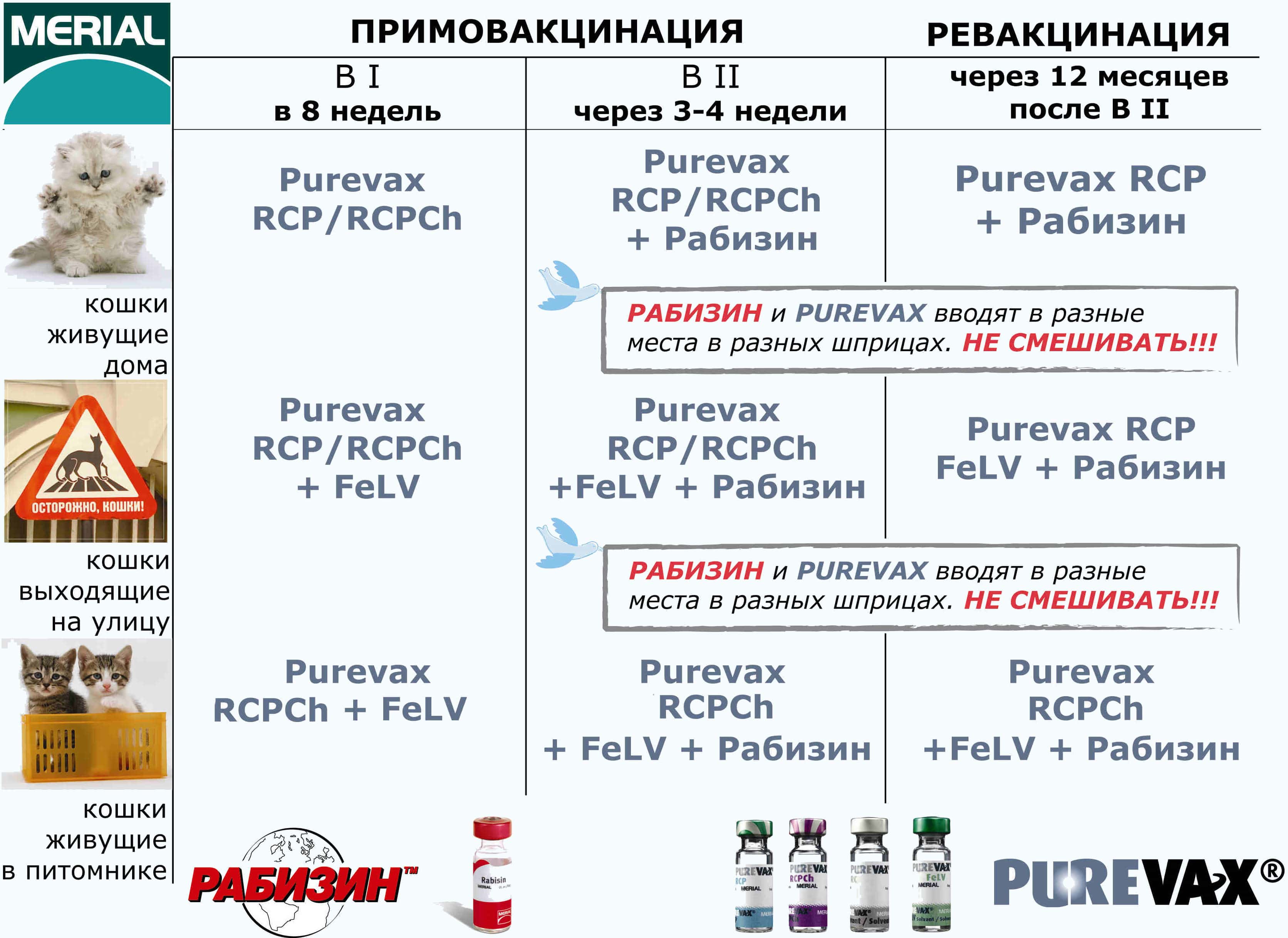 Прививки кошкам по возрасту - таблица и график, зачем нужны