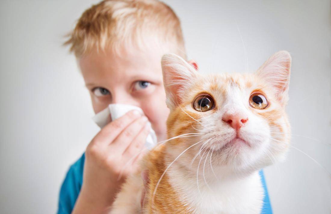 Кот чихает: причины и чем лечить – советы ветеринаров клиники питомец