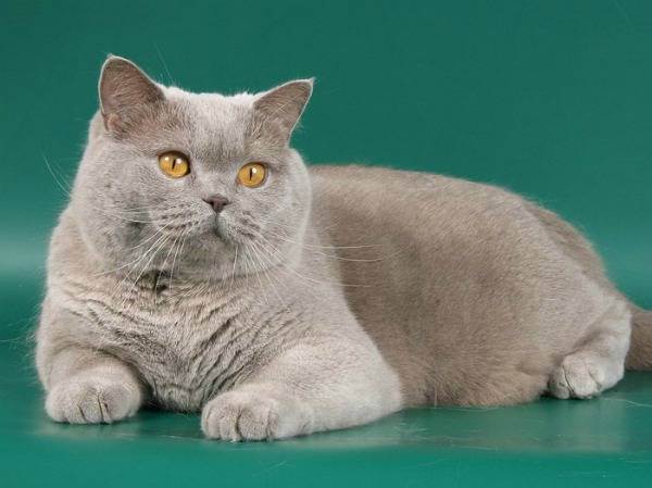 Особенности породы кошек лиловый британец