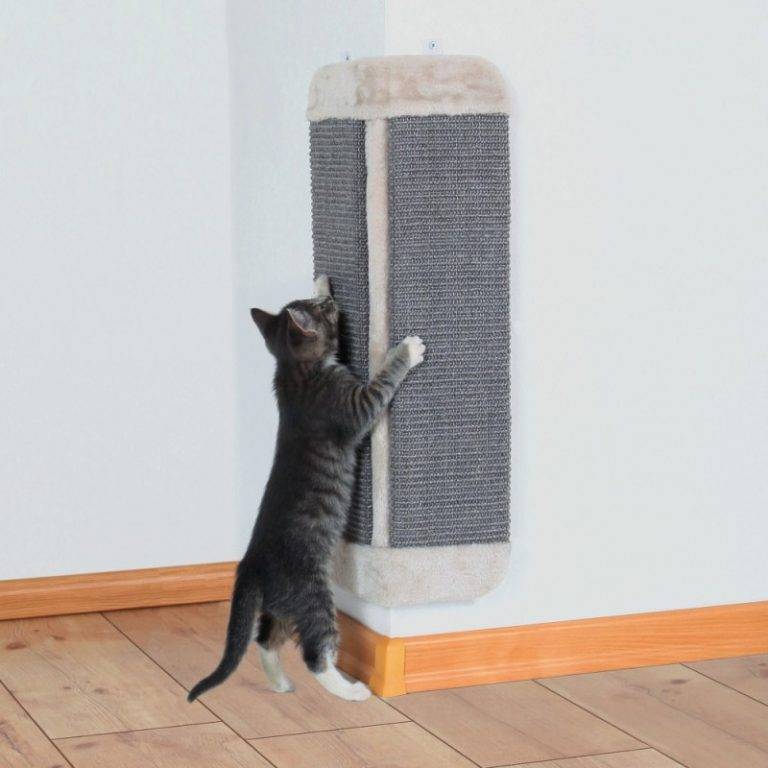 Как отучить кошку метить свою территорию в квартире