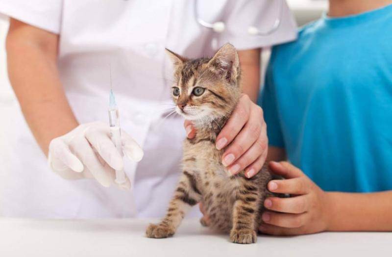 Осложнения после прививки у кошки
