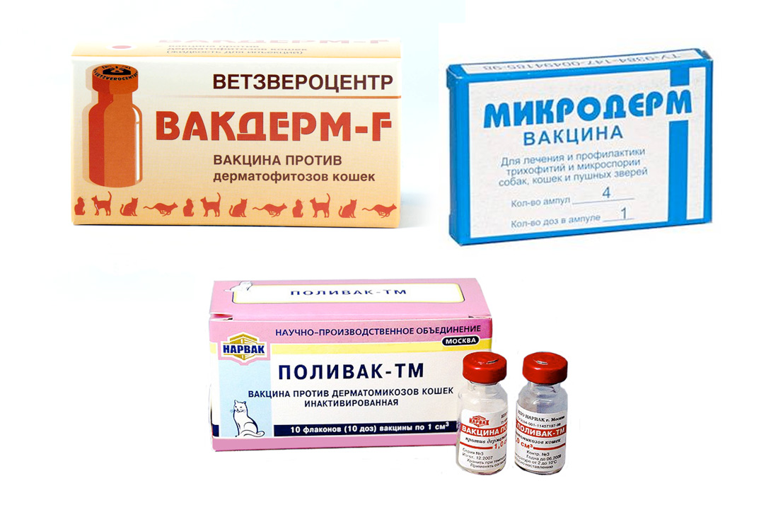 Инструкция по применению вакдерм для кошек и собак — выкладываем по пунктам