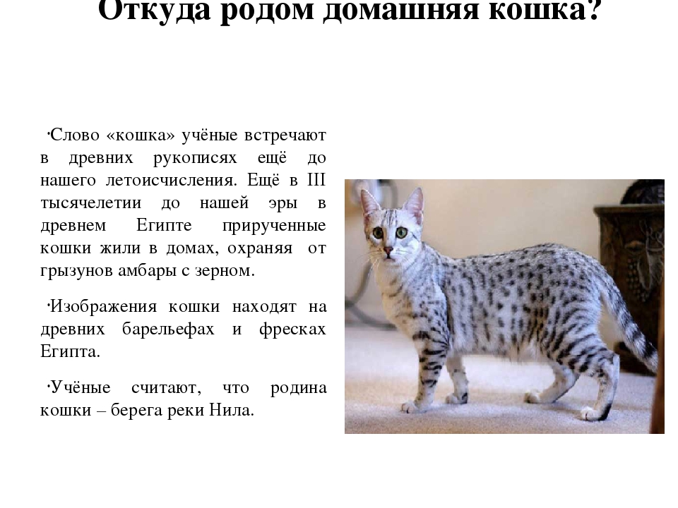 Кошка | котопедия | fandom