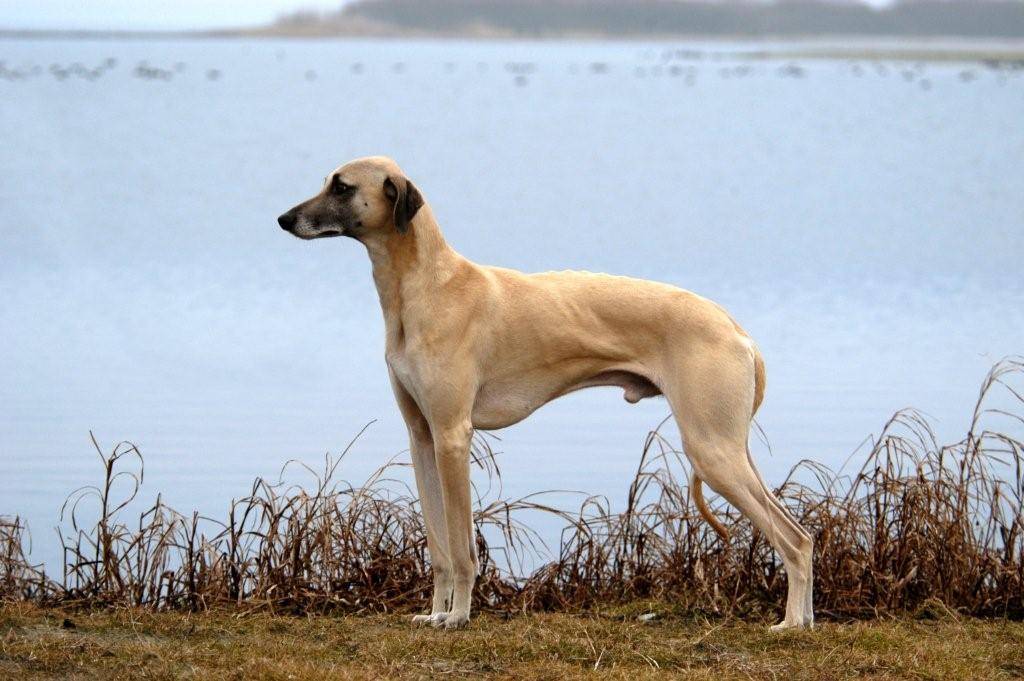 Слюги арабская борзая
